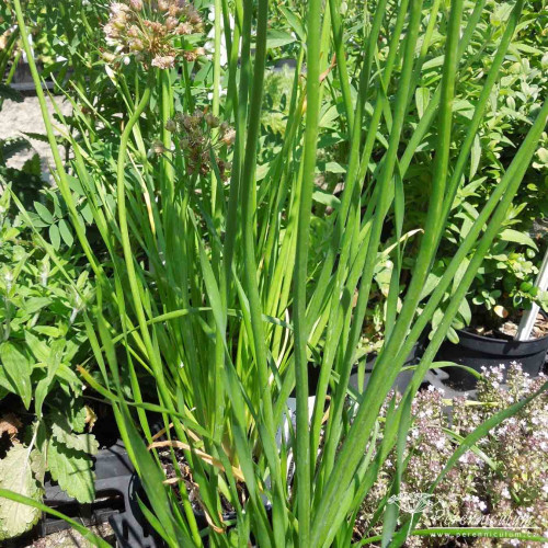 Pažítka sibírska – Allium nutans L. / živá bylinka, rastlinka v kvetináči